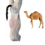 حاشي طازج كامل