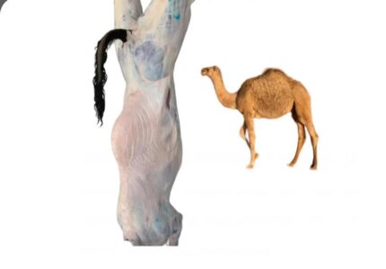 حاشي طازج كامل