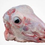 رأس خروف نعيمي كويتي