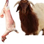 خروف نعيمي محلي كامل ابتداءً من 120-140 د.ك