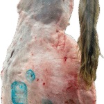 فقار حاشي كويتي كامل