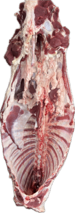 ⁦نص فقار حاشي كويتي⁩ - الصورة ⁦2⁩