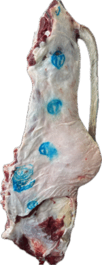 نص فقار حاشي كويتي